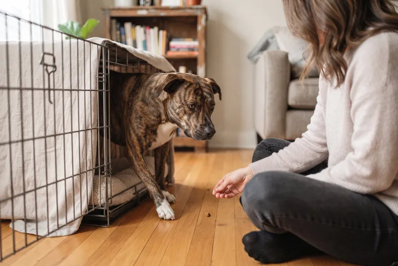 A rescue dog approaching a visitor who sits on the floor tossing a treat